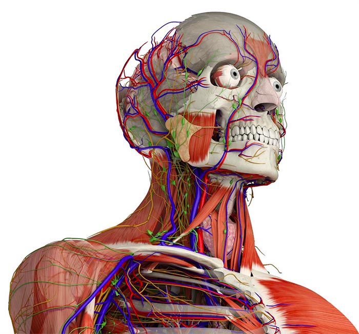 Essential anatomy app 5